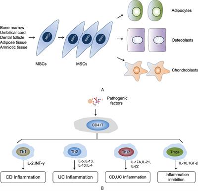 Mesenchymal stem/stromal cells in the pathogenesis and regenerative therapy of inflammatory bowel diseases